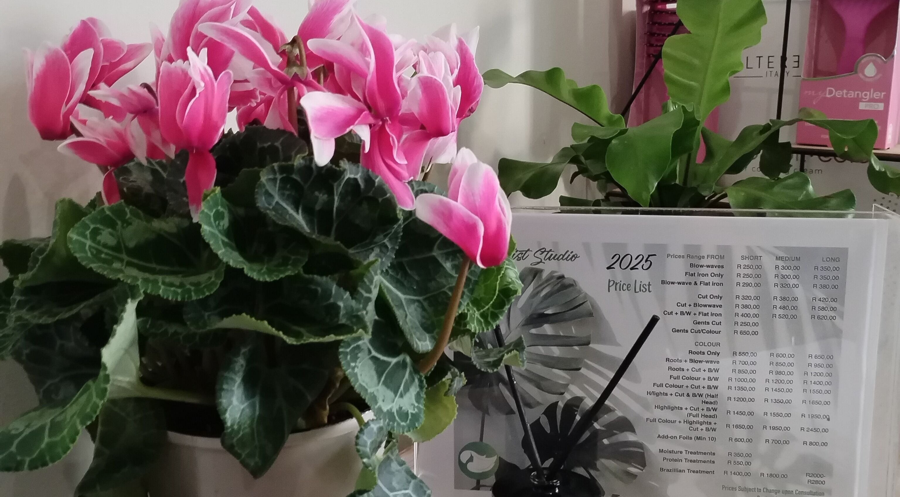 The Stylist Studio's lush plant decor with price list in Berea, Kwazulu-natal, ZA.