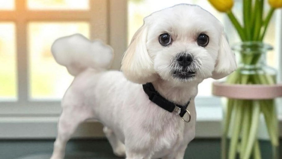 Adorable groomed dog at Tailwind Dog Grooming in Lillington, North Carolina, US showcasing expert care.
