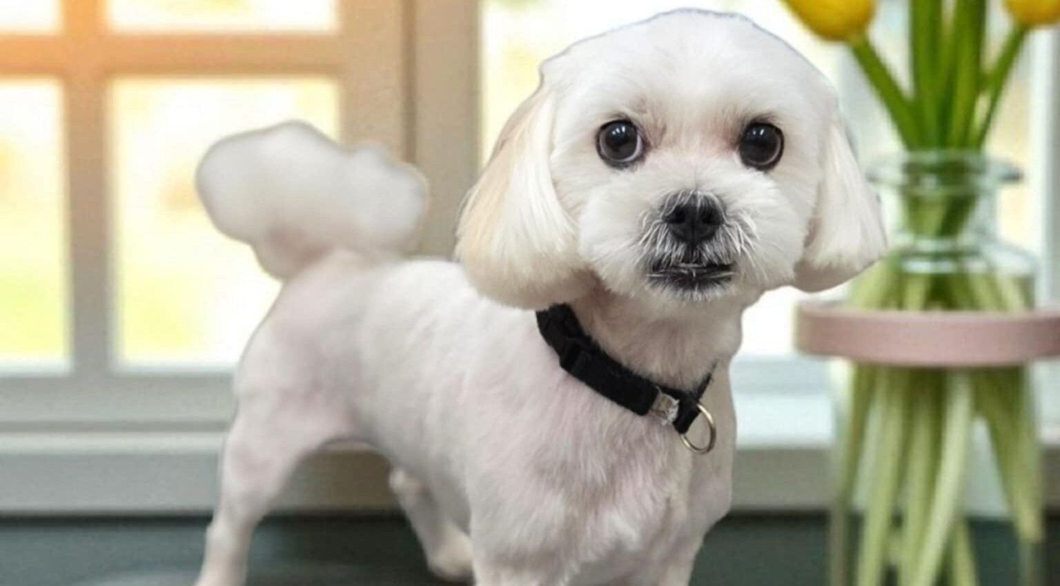 Adorable groomed dog at Tailwind Dog Grooming in Lillington, North Carolina, US showcasing expert care.