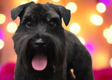 Happy groomed dog at Tailwind Dog Grooming in Lillington, North Carolina, US, with a vibrant background.