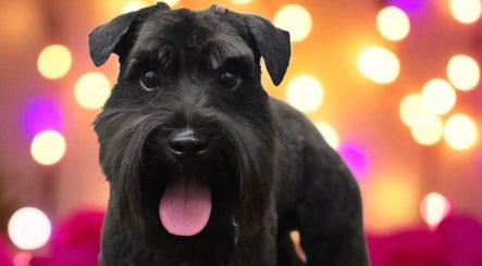 Happy groomed dog at Tailwind Dog Grooming in Lillington, North Carolina, US, with a vibrant background.