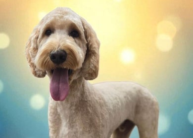 Happy Goldendoodle after grooming at Tailwind Dog Grooming, Lillington, North Carolina, US.