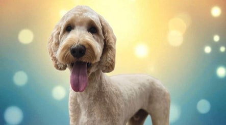 Happy Goldendoodle after grooming at Tailwind Dog Grooming, Lillington, North Carolina, US.