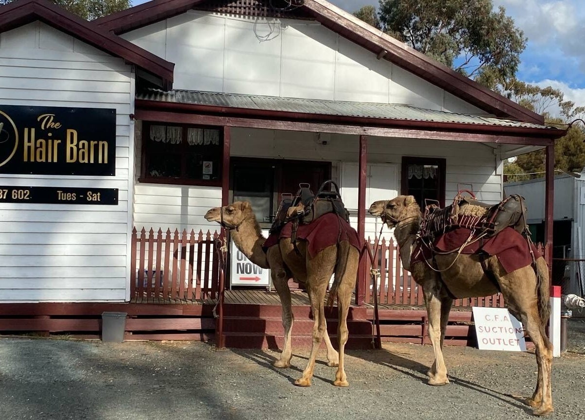 Camels in front of The Hair Barn Toolleen, Toolleen, Victoria, AU, offering a unique blend of style and nature.