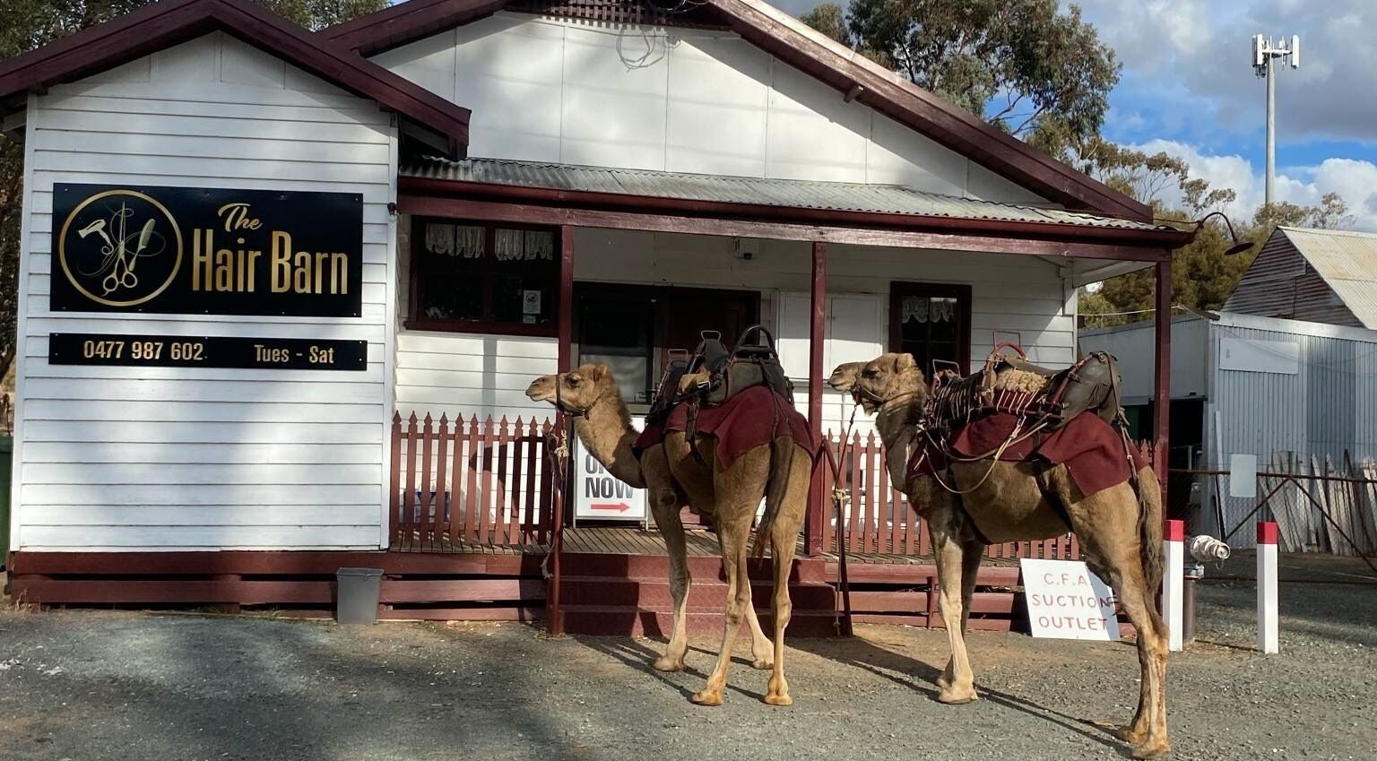 Camels in front of The Hair Barn Toolleen, Toolleen, Victoria, AU, offering a unique blend of style and nature.