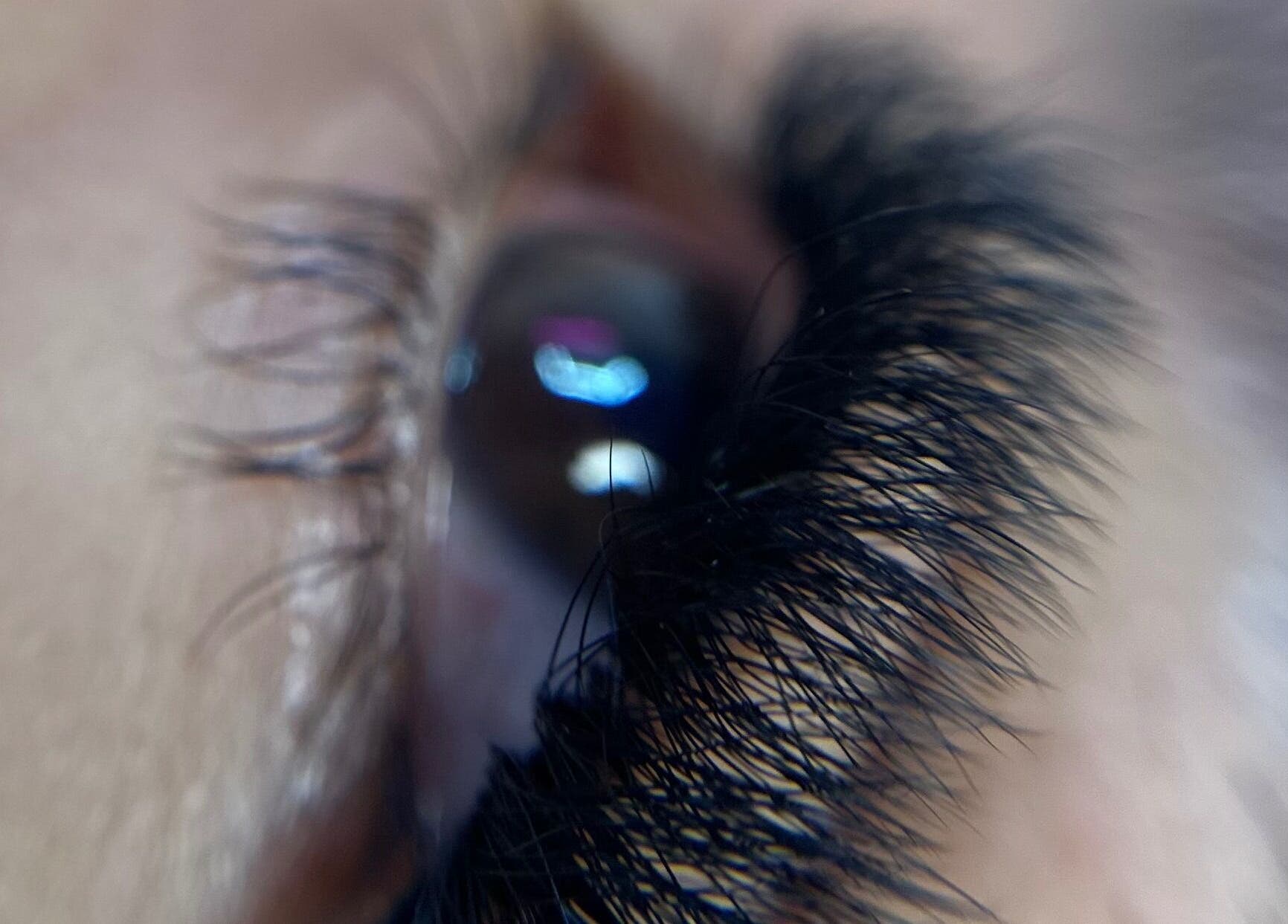 Extensiones de pestañas en Eliz Lashes Studio, Arecibo, Arecibo, PR, destacando lujo y estilo.