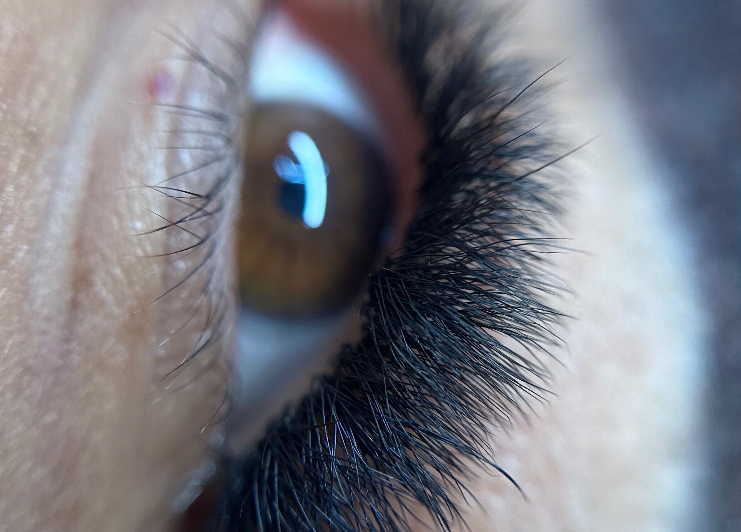 Primer plano de pestañas abundantes en Eliz Lashes, Arecibo, Arecibo, PR.