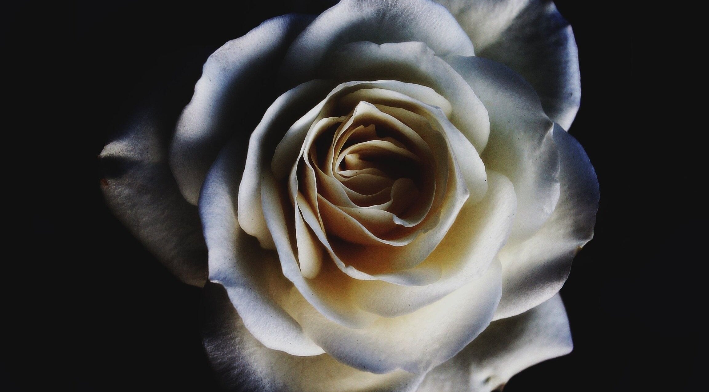 Rose blanche éclatante symbolisant la beauté naturelle de Nacre • Feather Nails à Palaiseau, Île-de-France, FR.