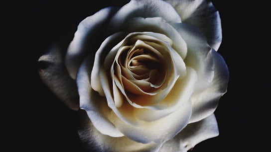 Nacre • Feather Nails