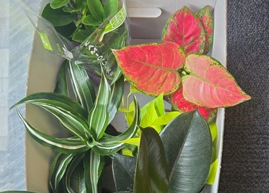 Colorful indoor plants at Alto Hair Studio, London, England, GB enhance the wellness vibe.
