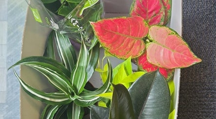 Colorful indoor plants at Alto Hair Studio, London, England, GB enhance the wellness vibe.