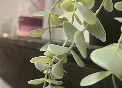 Close-up of green foliage at T&S Paradise Touch Spa, San Jose, California, US.