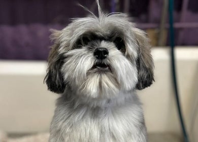 Freshly groomed dog at Charlie & Co. Dog Grooming in Kyabram, Victoria, AU