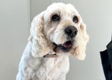 Happy groomed dog at Charlie & Co. Dog Grooming, Kyabram, Victoria, AU.