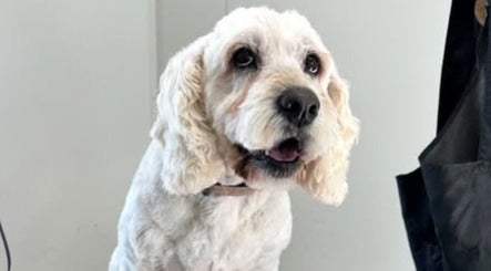 Happy groomed dog at Charlie & Co. Dog Grooming, Kyabram, Victoria, AU.