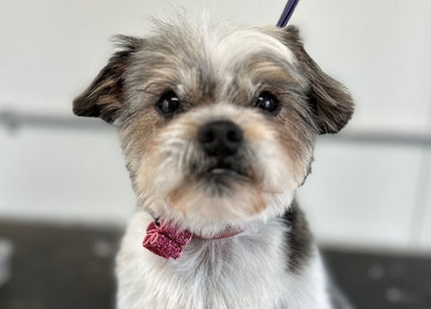 Dog with a pink bow at Charlie & Co. Dog Grooming, Kyabram, Victoria, AU, showcasing grooming excellence.