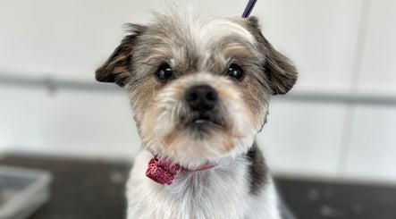 Dog with a pink bow at Charlie & Co. Dog Grooming, Kyabram, Victoria, AU, showcasing grooming excellence.