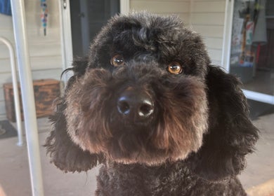 Close-up of a freshly groomed black poodle at Charlie & Co. Dog Grooming, Kyabram, Victoria, AU.