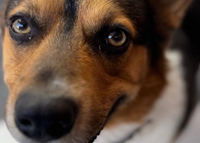 Close-up of a friendly dog at Kwes Kuts DBA Good Fellas Barbershop, Medicine Hat, Alberta, CA.