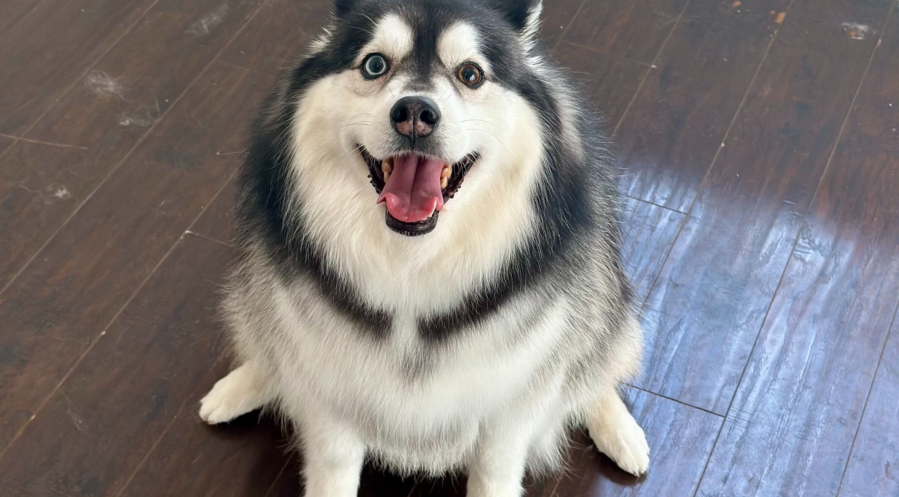 Smiling fluffy husky on wooden floor at Bork Grooming, Surrey, British Columbia, CA offering pet grooming.