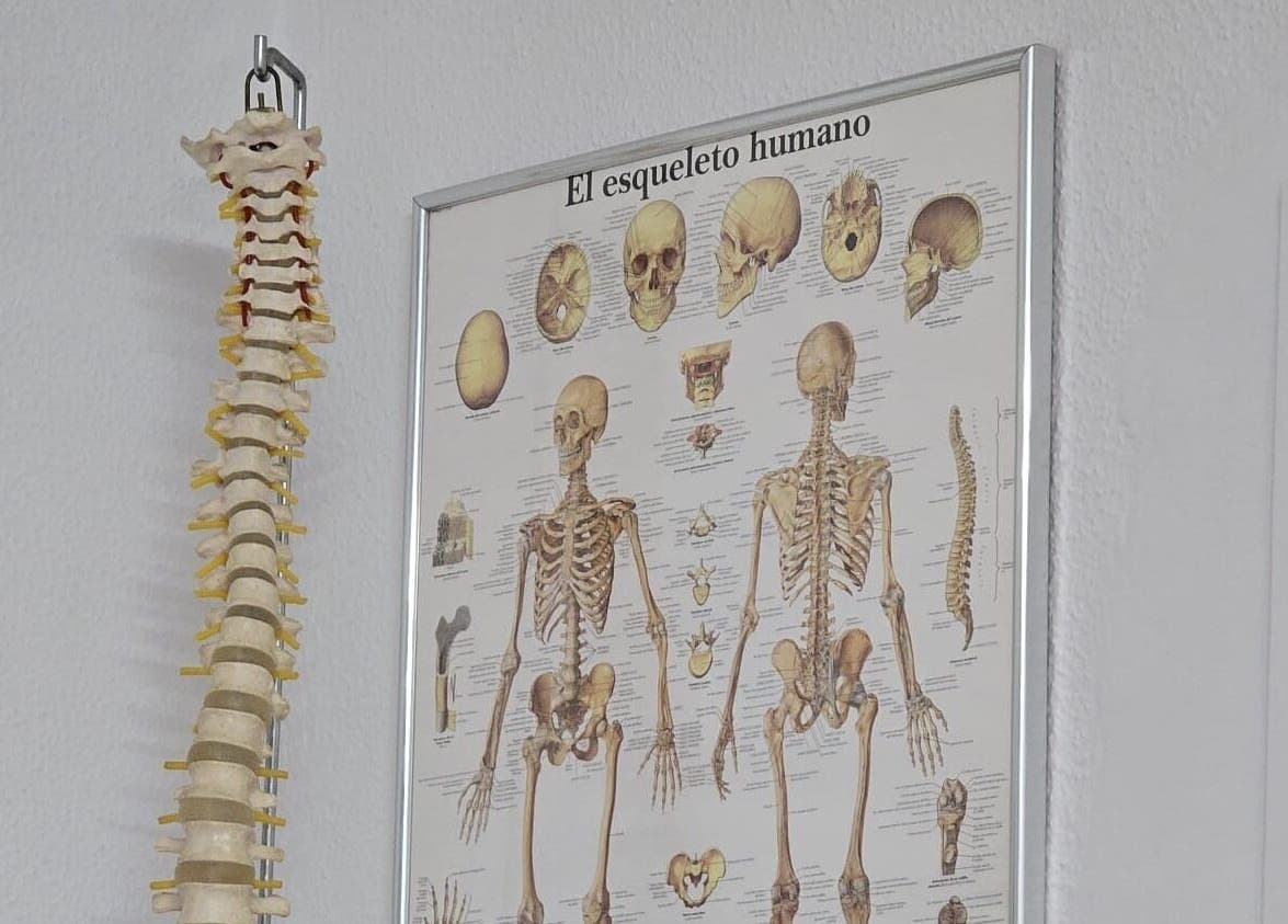 Gráfico educativo del esqueleto en Jose Luis Muñoz Masaje y Osteopatía, Dos Hermanas, Andalucía, ES.