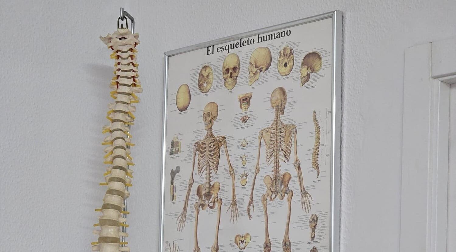 Gráfico educativo del esqueleto en Jose Luis Muñoz Masaje y Osteopatía, Dos Hermanas, Andalucía, ES.