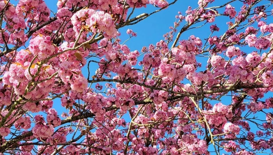 Arbre en fleurs roses à Anguille Amelie, Le Grand-pressigny, Centre-val De Loire, FR, ciel bleu en arrière-plan.