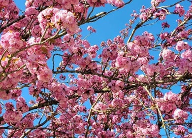 Arbre en fleurs roses à Anguille Amelie, Le Grand-pressigny, Centre-val De Loire, FR, ciel bleu en arrière-plan.
