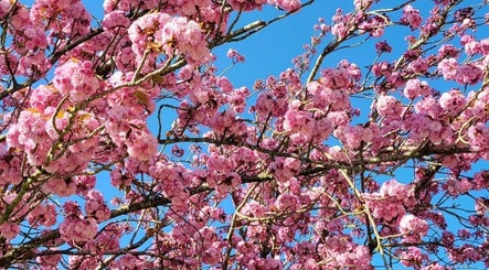 Arbre en fleurs roses à Anguille Amelie, Le Grand-pressigny, Centre-val De Loire, FR, ciel bleu en arrière-plan.