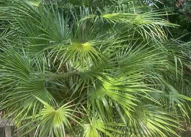 Lush greenery at Beautiful Awakening Professional Massage, London, London, GB, enhancing relaxing ambiance.