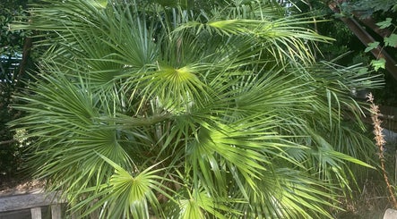 Lush greenery at Beautiful Awakening Professional Massage, London, London, GB, enhancing relaxing ambiance.