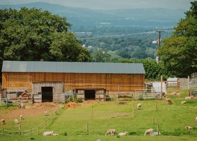 Scenic countryside view near The Beauty Lounge, Tarporley, England, GB with a barn and grazing sheep.