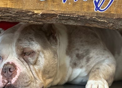 Relaxed dog under rustic wood at Wolfy’s Barbershop, Sedalia, Missouri, US.