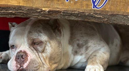 Relaxed dog under rustic wood at Wolfy’s Barbershop, Sedalia, Missouri, US.
