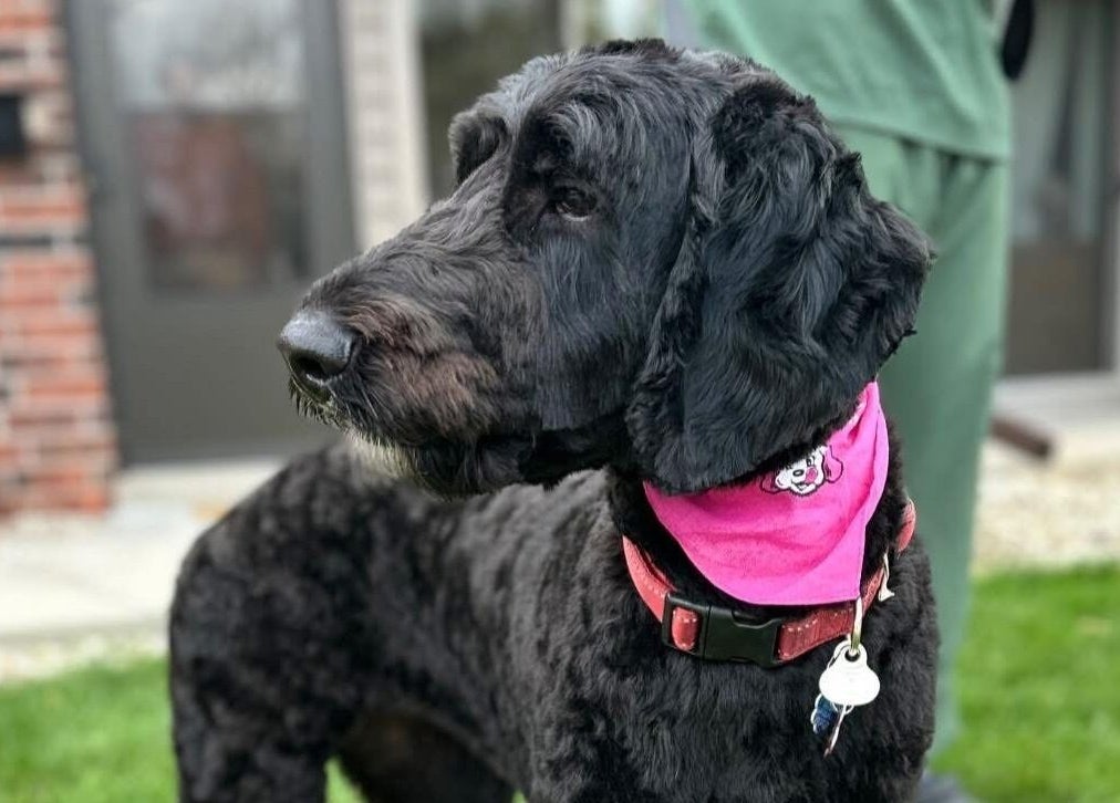 A dog with a pink bandana outside M&D Grooming in Greenfield, Wisconsin, US.