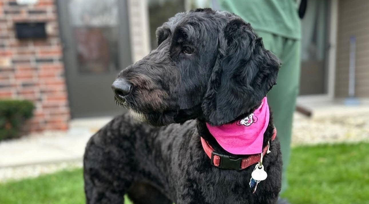 A dog with a pink bandana outside M&D Grooming in Greenfield, Wisconsin, US.