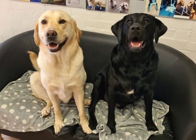 Two happy dogs on a cozy couch at Lauren's Groom Room, Aberfan, Wales, GB.
