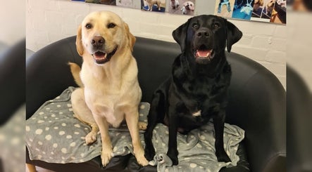 Two happy dogs on a cozy couch at Lauren's Groom Room, Aberfan, Wales, GB.