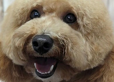 Fluffy dog with a smile at Lauren's groom room, Aberfan, Wales, GB. Perfectly groomed and happy.
