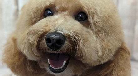 Fluffy dog with a smile at Lauren's groom room, Aberfan, Wales, GB. Perfectly groomed and happy.