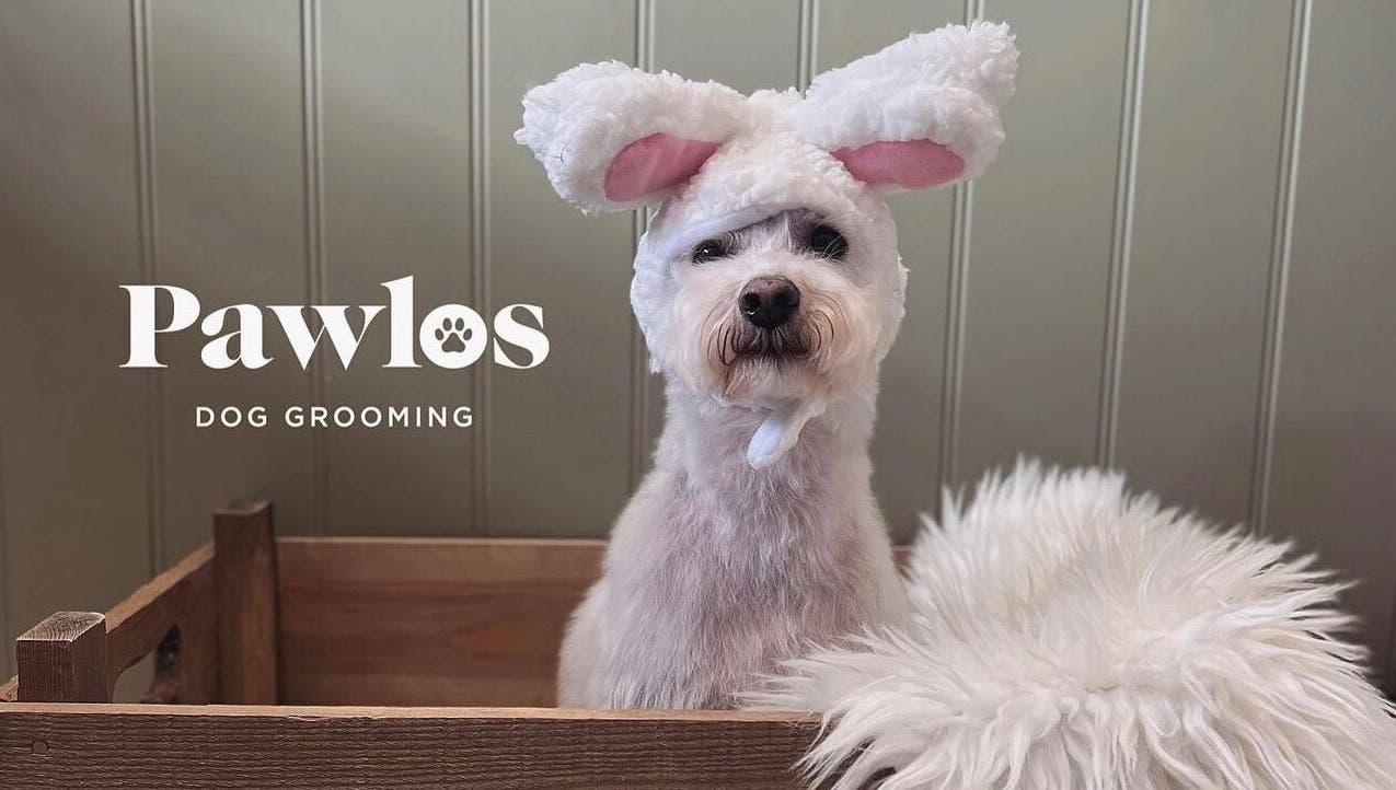 Adorable dog with bunny ears at Pawlos Dog Grooming, Chislehurst, England, GB, on a comfy wooden bench.
