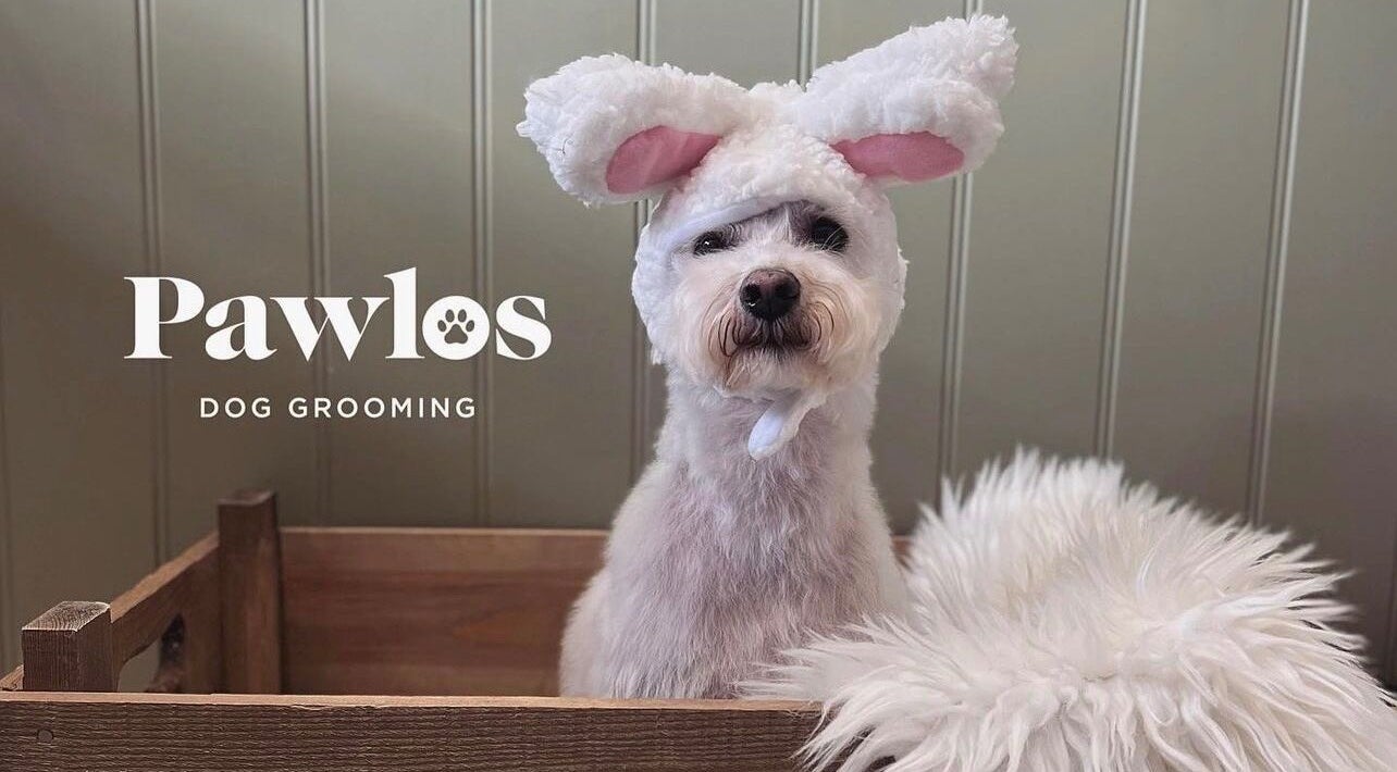 Adorable dog with bunny ears at Pawlos Dog Grooming, Chislehurst, England, GB, on a comfy wooden bench.