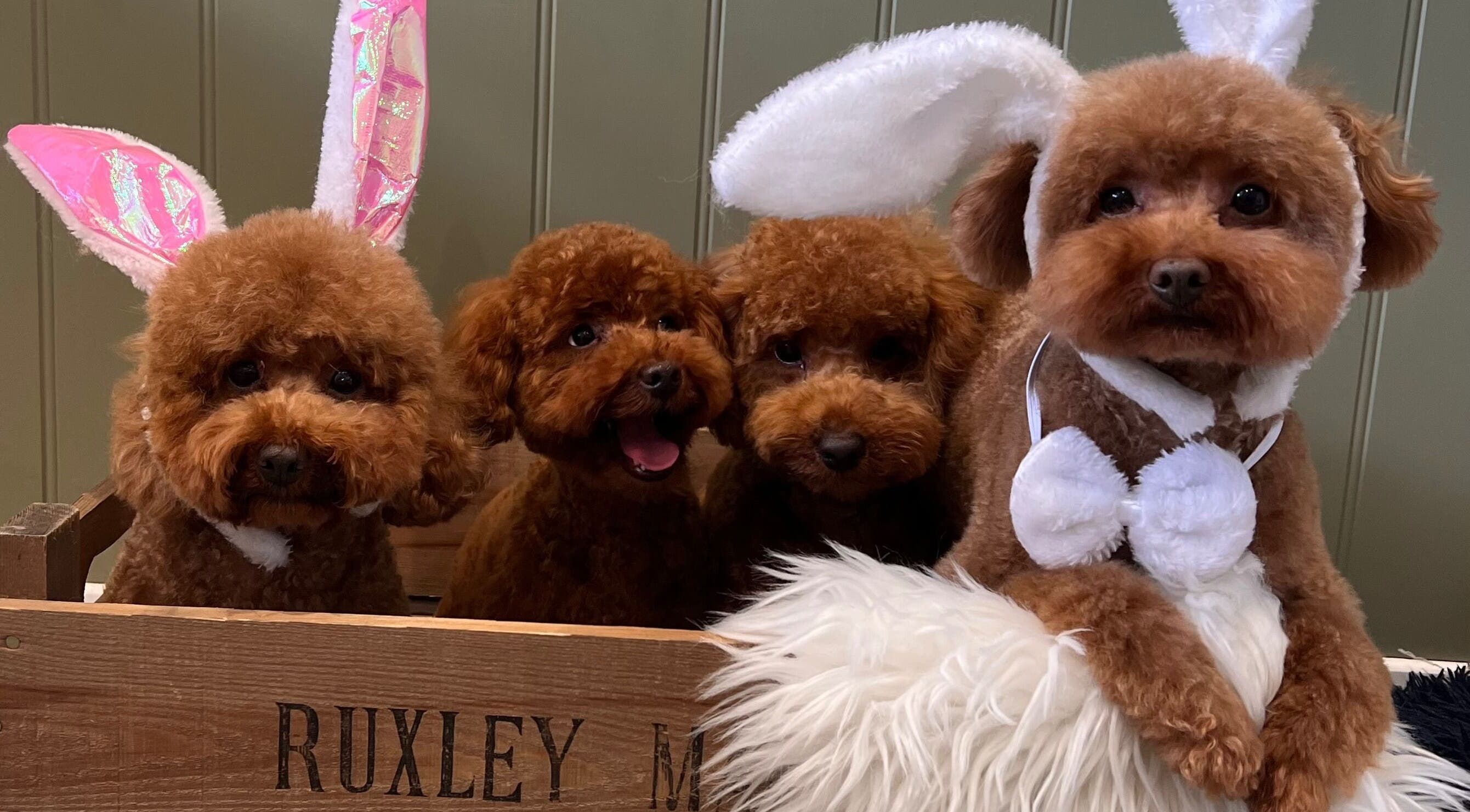 Adorable poodles with bunny ears at Pawlos Dog Grooming, Chislehurst, England, GB.