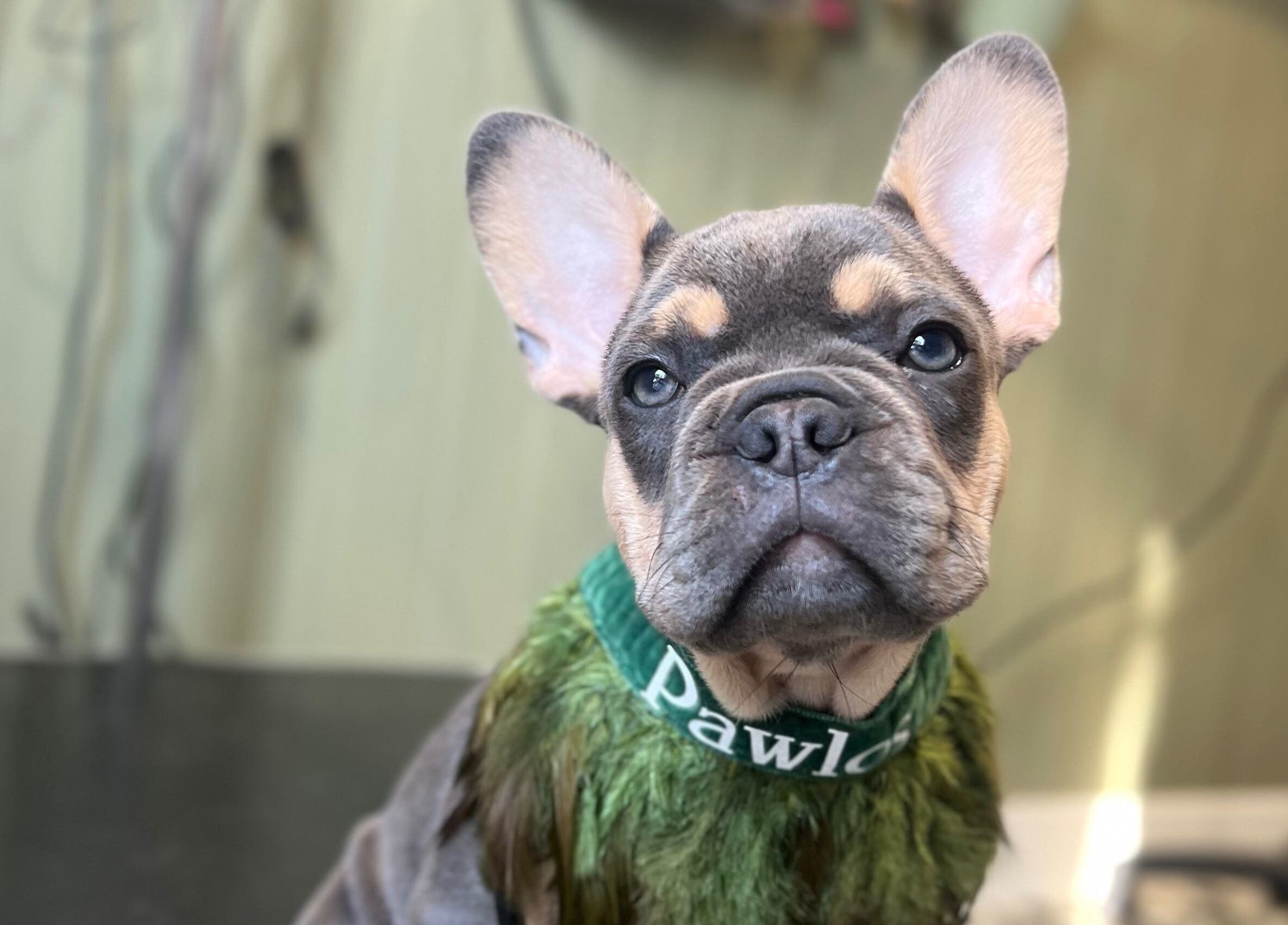 Groomed French Bulldog at Pawlos Dog Grooming, Chislehurst, England, GB showcasing a stylish green collar.