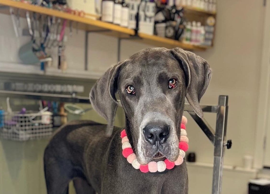 Groomed Great Dane at Pawlos Dog Grooming, Chislehurst, England. Adorned with colorful collar in grooming area.