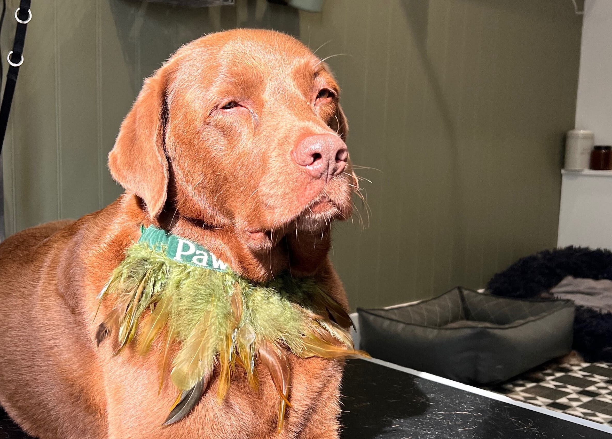 A well-groomed dog wearing a feathered scarf at Pawlos Dog Grooming, Chislehurst, England, GB.