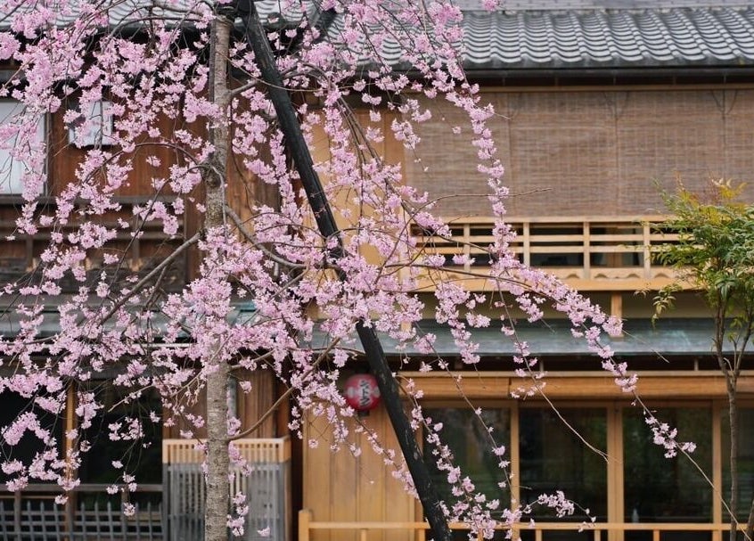 Cherry blossoms grace Othello's entrance in Kuala Lumpur, Wilayah Persekutuan Kuala Lumpur, MY.