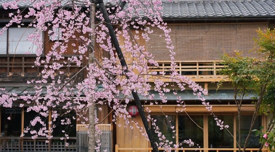 Cherry blossoms grace Othello's entrance in Kuala Lumpur, Wilayah Persekutuan Kuala Lumpur, MY.