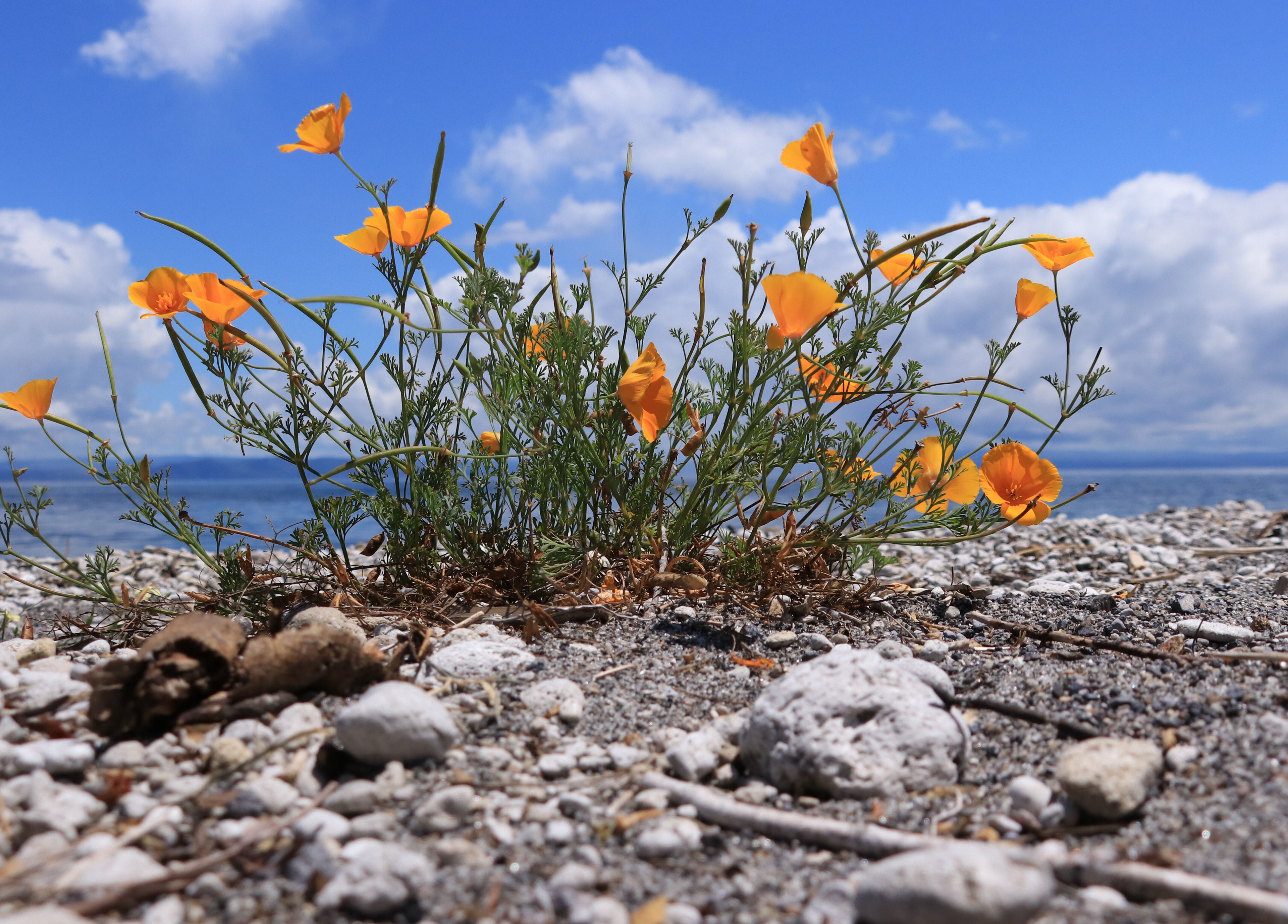 Orange flowers bloom by the seaside at Nails by Stephanie Rae, Whangaparāoa, Auckland, NZ under a blue sky.