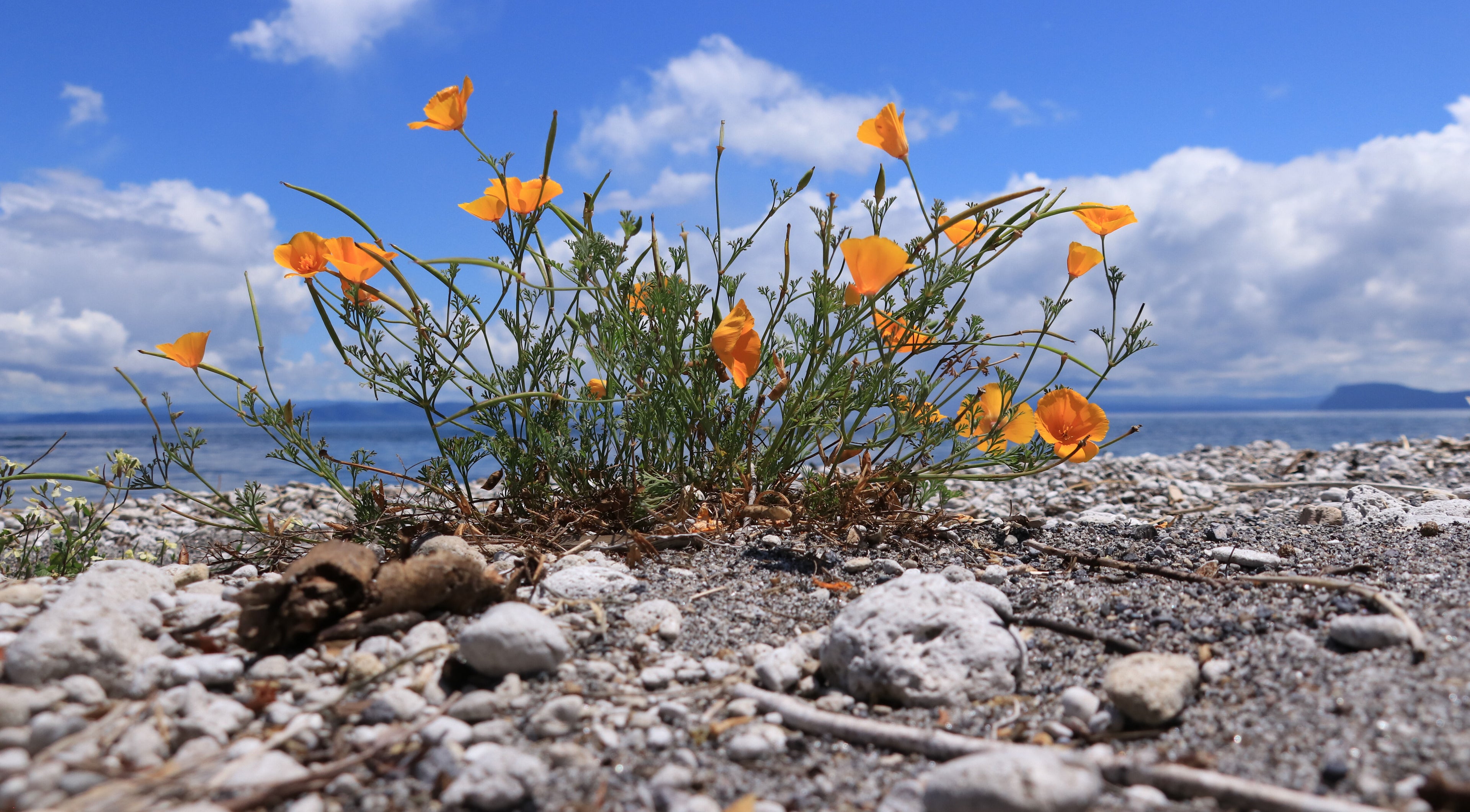 Orange flowers bloom by the seaside at Nails by Stephanie Rae, Whangaparāoa, Auckland, NZ under a blue sky.